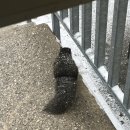 (주)소셜인슈런스