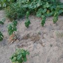 <흙 속의 숨결> 이미지