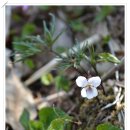 [스크랩] 별매산 ~가학산 ~흑석산 땅끝기맥 봄 산행(2013. 5. 4)