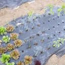 파도농장 이미지