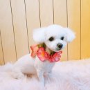 솜이 뷰티 이미지
