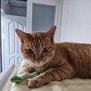 서울웰동물의료센터 이미지