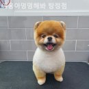 야옹아 멍멍해봐 탕정점 이미지