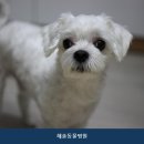 파주동물병원 해솔동물병원 선택 시 참고할 진료 항목과 비용 정보