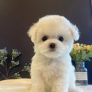 도그마루 강아지 고양이 분양 여주·원주점 | 🦮원주고양이분양은 도그마루 강아지 고양이 분양 여주원주점에서!너무 귀여워!😼