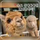 송도 실내데이트 추천! 귀여운 이색동물 가득 테이블에이 송도점 후기