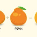 황금향 이미지
