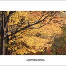 오월의수수꽃다리 이미지