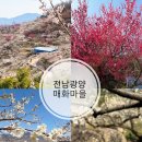 하얀개마을 | 봄의 전령사 광양 매화마을 매화축제 실시간 개화상황 셔틀버스 정보