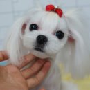 위드퍼피 애견미용실 이미지