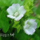아욱꽃 이미지