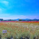 천일홍축제 이미지