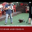 못된강아지 이미지