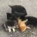 강아지PC 이미지