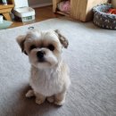 독한마캣 이미지