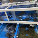 동진 수족관 이미지