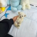 러블리캣독 의정부고양이분양 강아지분양 이미지