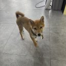 도그웨이살롱 이미지