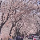 한국수력원자력㈜한강수력본부 | 춘천 벚꽃 명소, 춘천댐 벚꽃길 한수원(한국수력원자력) 실시간