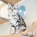 헤어마루 이미지