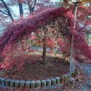 미려조경공사