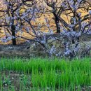 판매왕 치과기공소 이미지