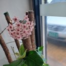 통큰칼국수 이미지