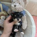 태원켄넬 이미지