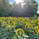 해바라기가맥 이미지