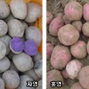 홍영식품