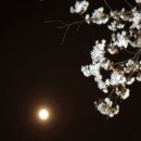 배꽃(梨花)과 달빛 이미지