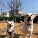 숲속댕토리애견유치원 이미지