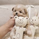 버디독 강아지분양 안심분양센터 서울 영등포점 이미지