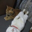 잠꾸러기 이미지