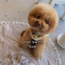 댕그레 이미지