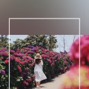 안성리-6 이미지