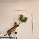 너즐 | 뚝섬,성수 고양이카페 너즐 방문 후기