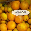 싱싱하고 맛있는 감귤 드셔보세요~~^.^ 이미지