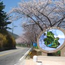 자양벚꽃100리길 이미지