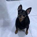 미래동물병원 - 부안군 번영로 155 | 🐾 노견 슬개골 탈구 수술 + 십자인대 파열 수술 전 과정과 후기 | 부산 동물병원 추천 | 1편
