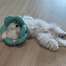 ㈜일산자동차서비스 | 2025 메가주 일산 후기 &amp; 구매템 리뷰