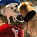 평창축협동물병원 이미지