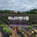 하늬라벤더팜 | 고성 축제는끝났지만 하늬라벤더팜 솔직후기 기록 :)