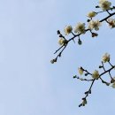 달빛바라기 이미지