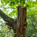 수리산산림욕장(태을초교뒤) 이미지