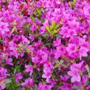 철쭉동산 이미지