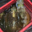 명성앵글 | 통영 무늬오징어 팁런 졸업식 스텔라호와 함께