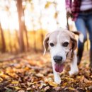 동물심장병원 진심 이미지