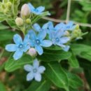 블루스타