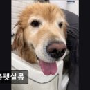 늘봄펫살롱 이미지